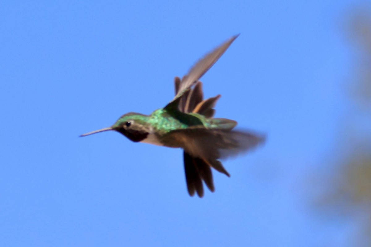 Broad-tailed Hummingbird - ML621257108