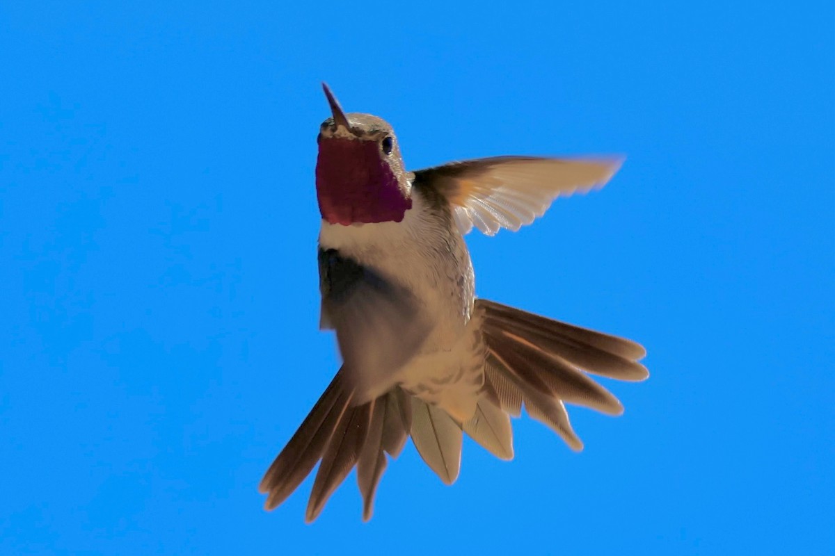 Broad-tailed Hummingbird - ML621257109