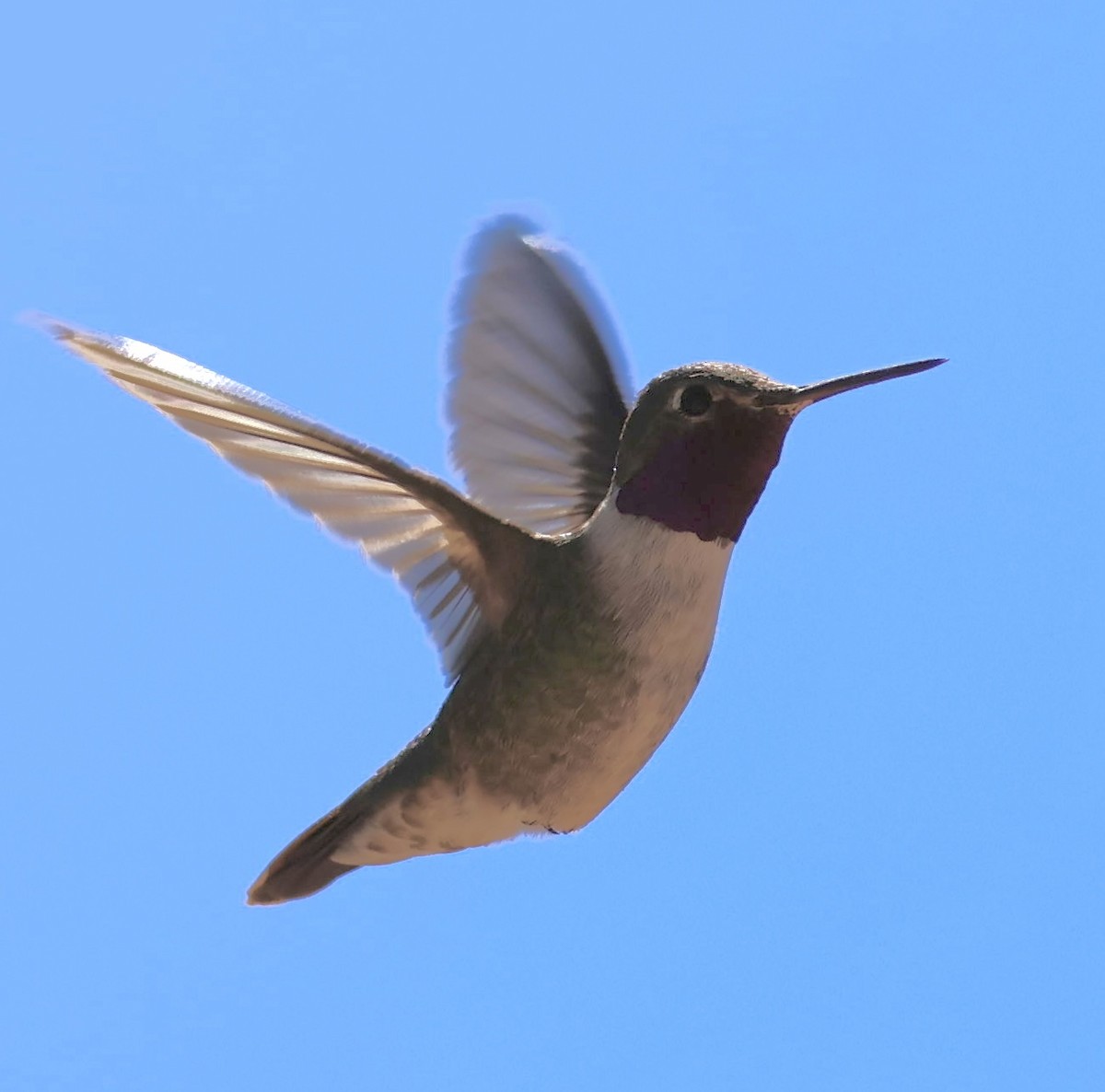 Broad-tailed Hummingbird - ML621257110