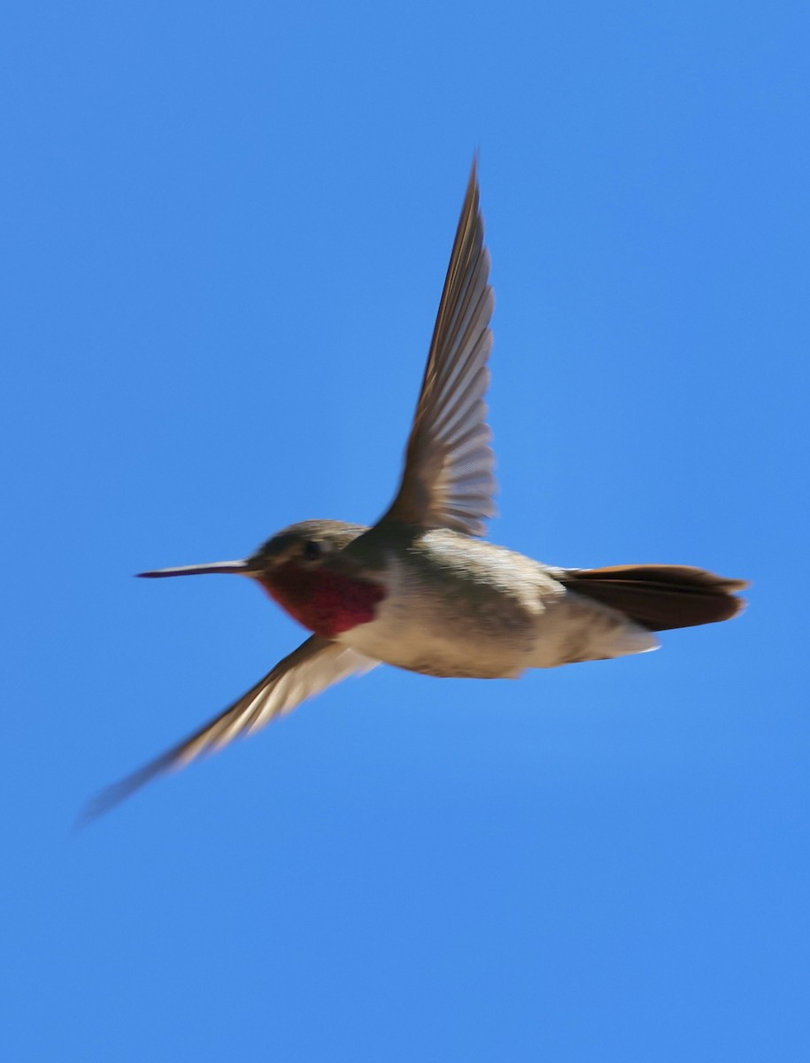 Broad-tailed Hummingbird - ML621257111