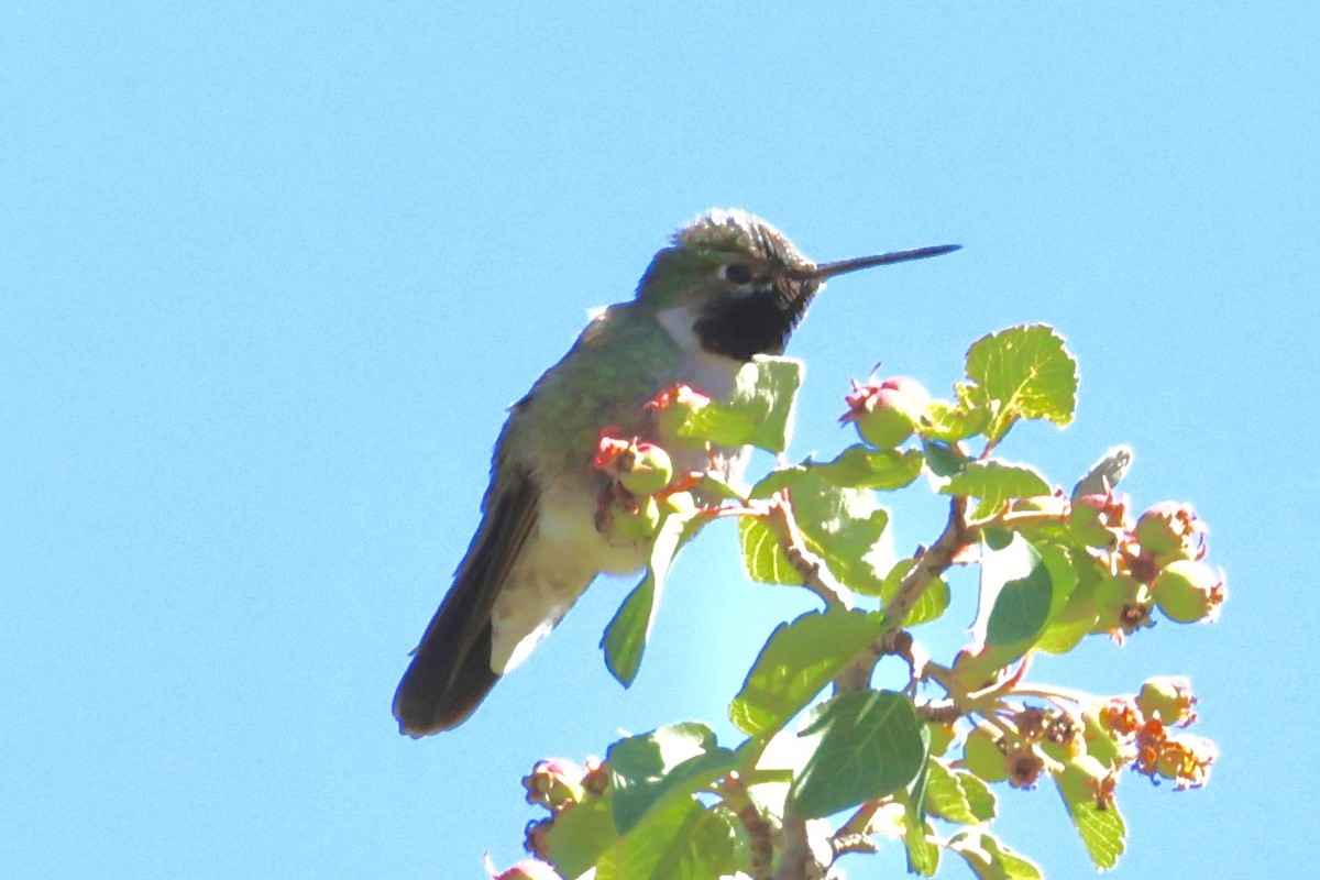 Broad-tailed Hummingbird - ML621257113