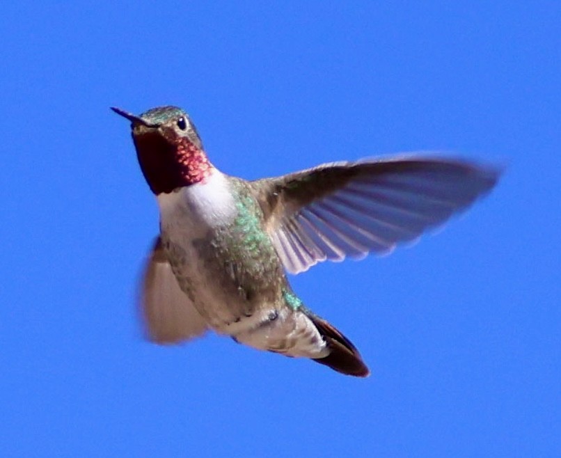 Broad-tailed Hummingbird - ML621257114