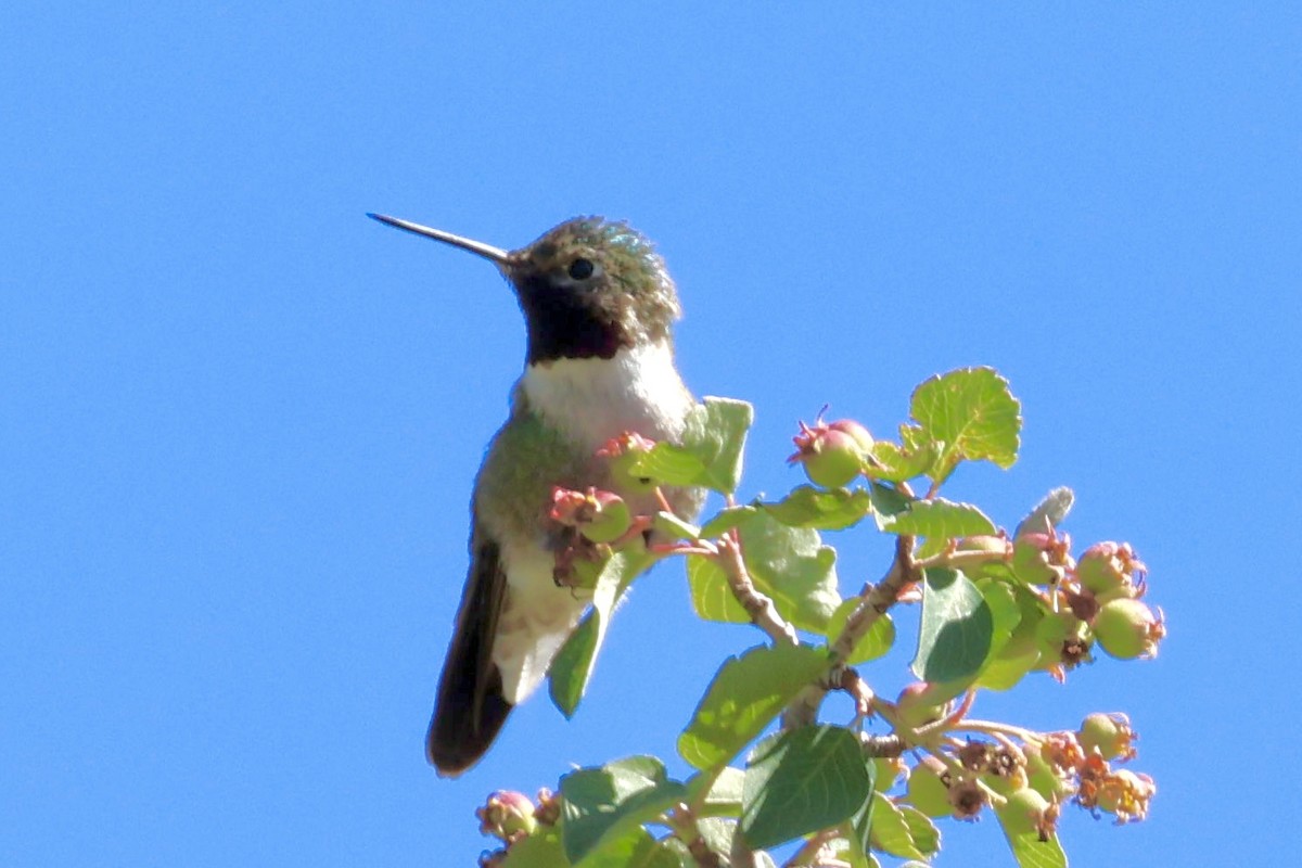 Broad-tailed Hummingbird - ML621257115