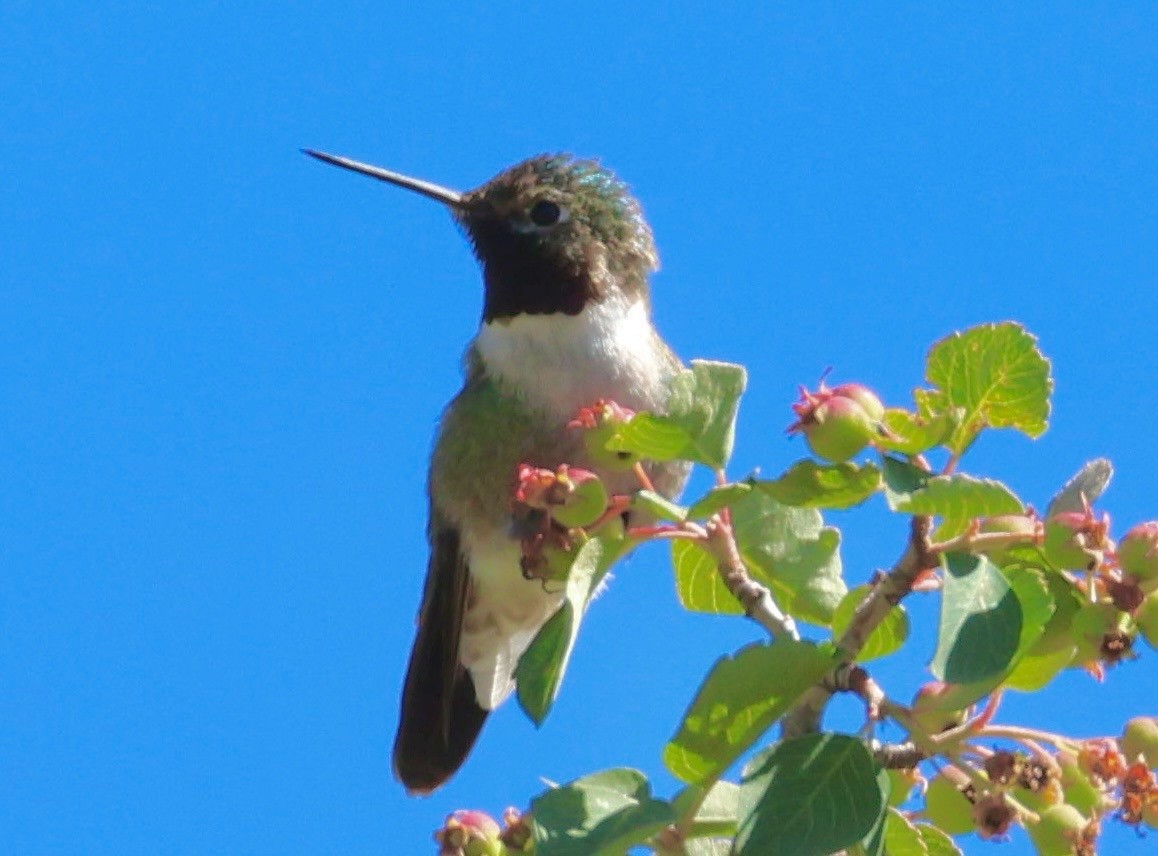 Broad-tailed Hummingbird - ML621257116