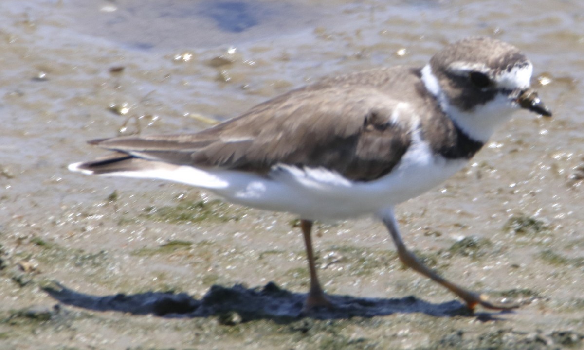 Semipalmated Plover - ML621257125