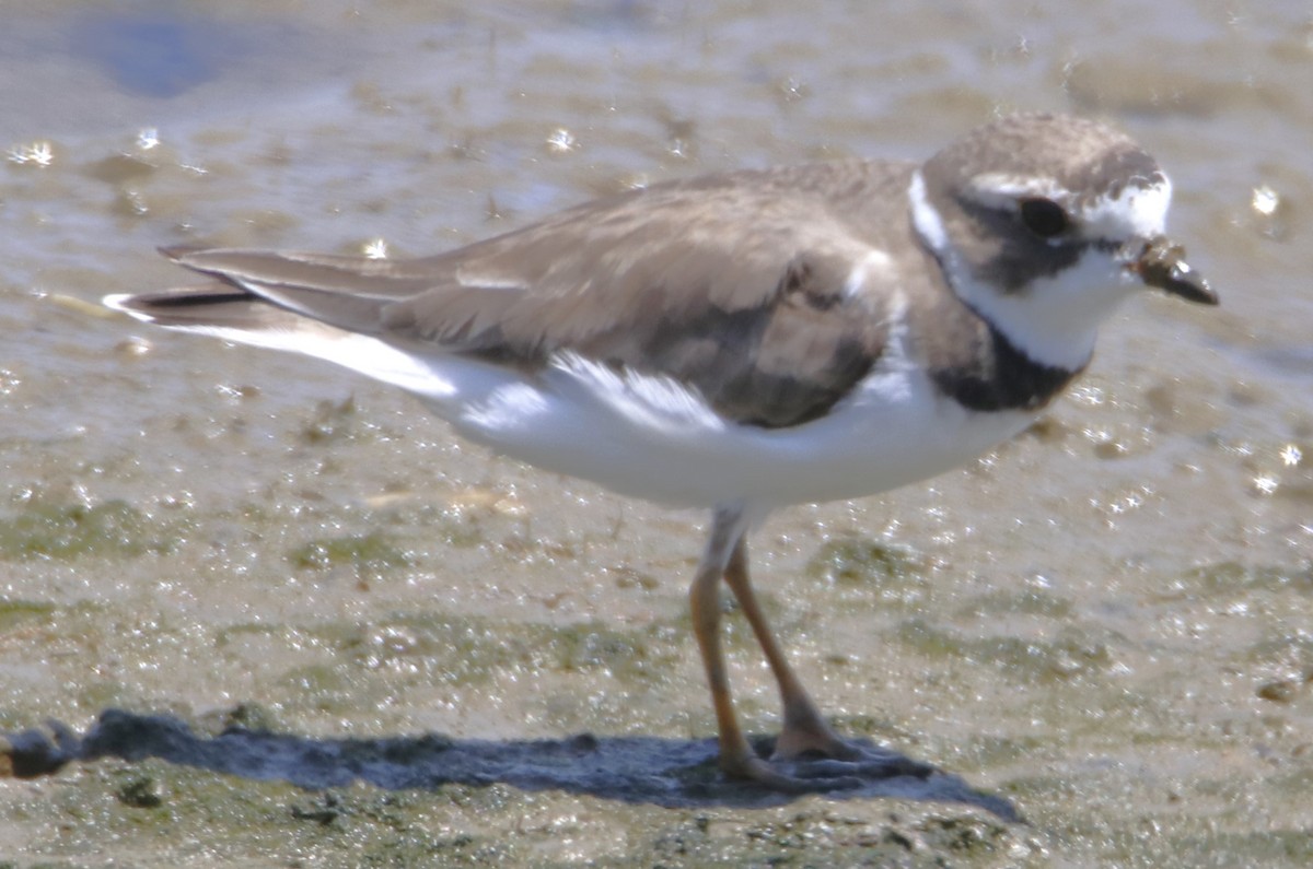 Semipalmated Plover - ML621257131