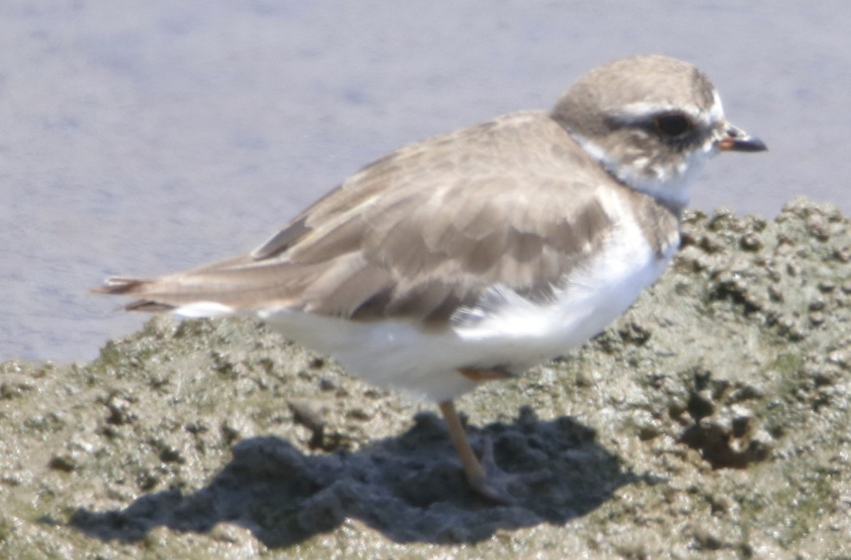 Semipalmated Plover - ML621257140