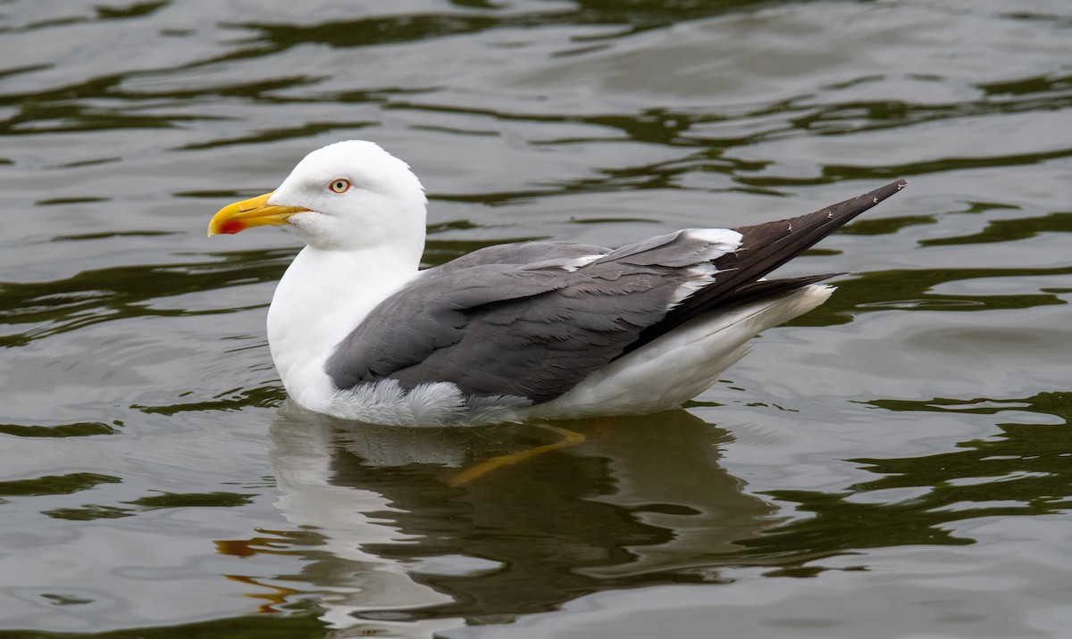 小黑背鷗 - ML621257204