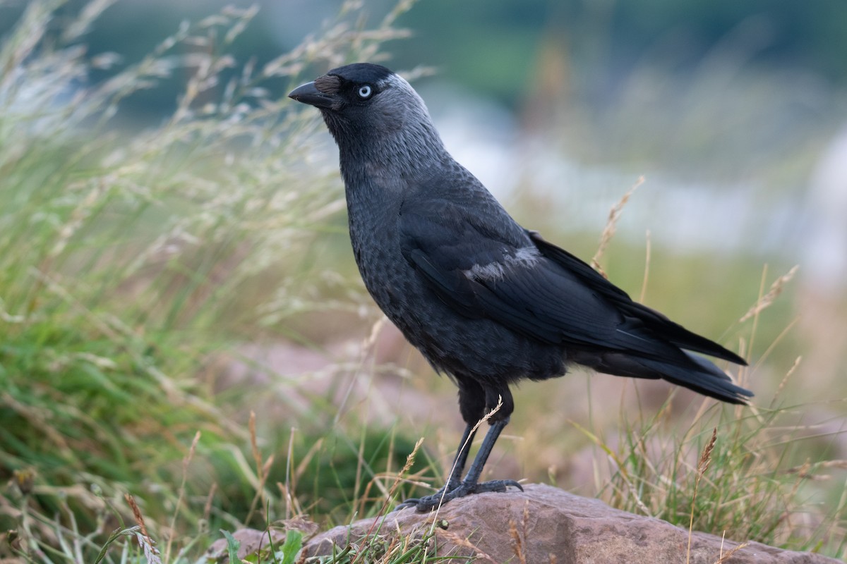 Eurasian Jackdaw - ML621257211