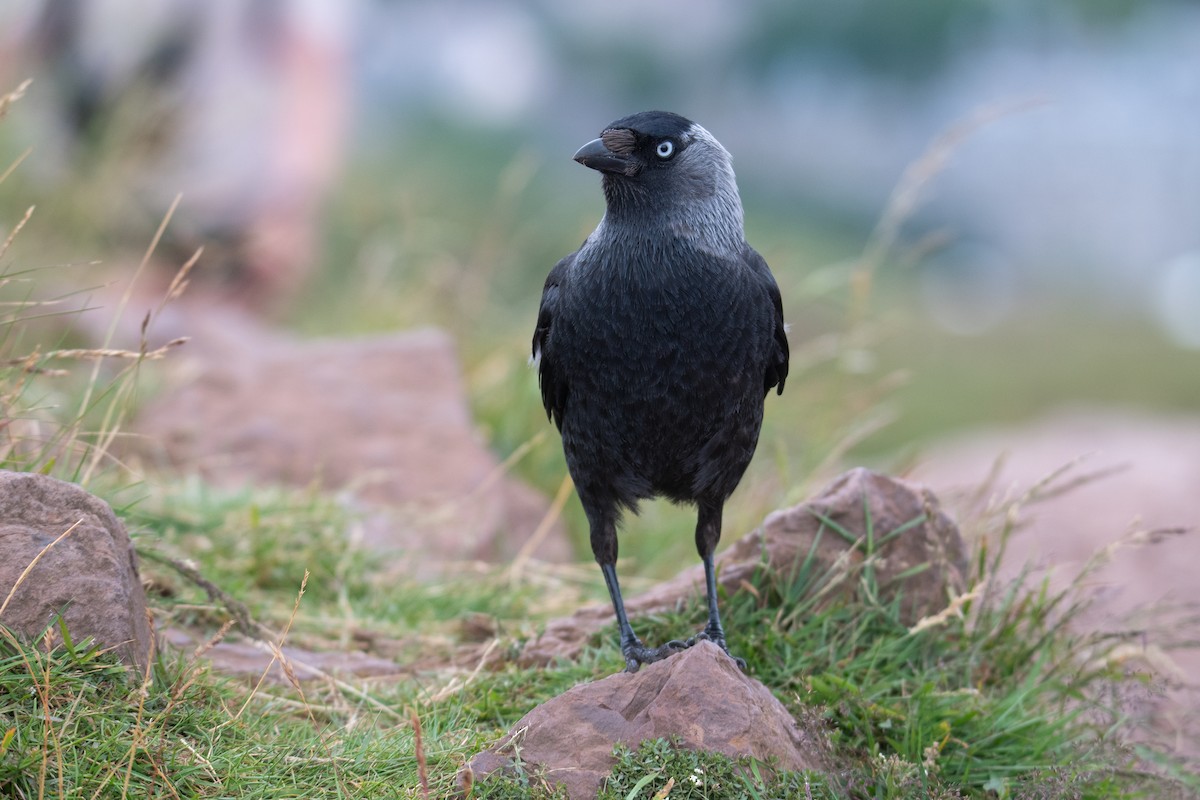 Eurasian Jackdaw - ML621257217