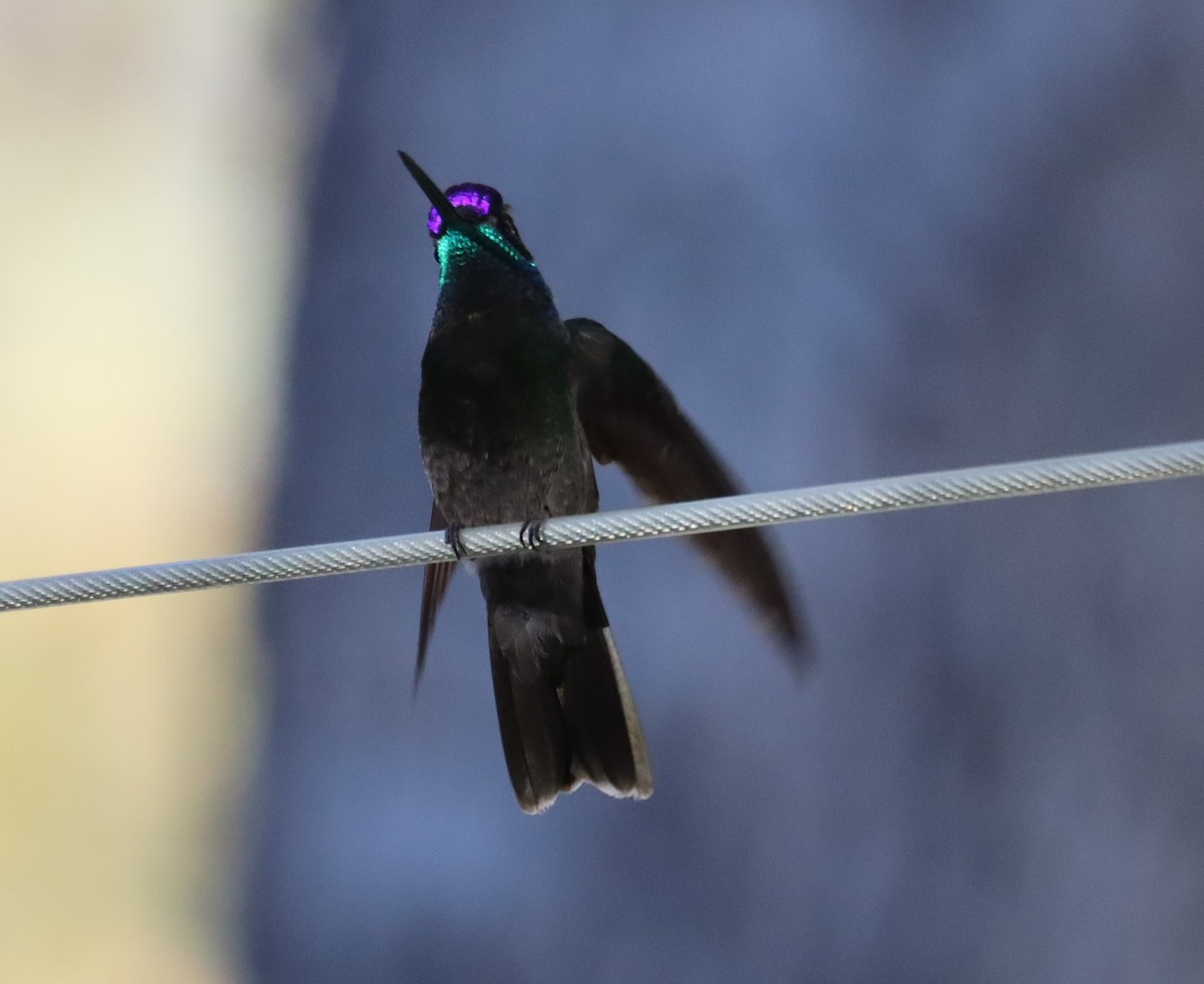 kolibřík skvostný - ML621257218