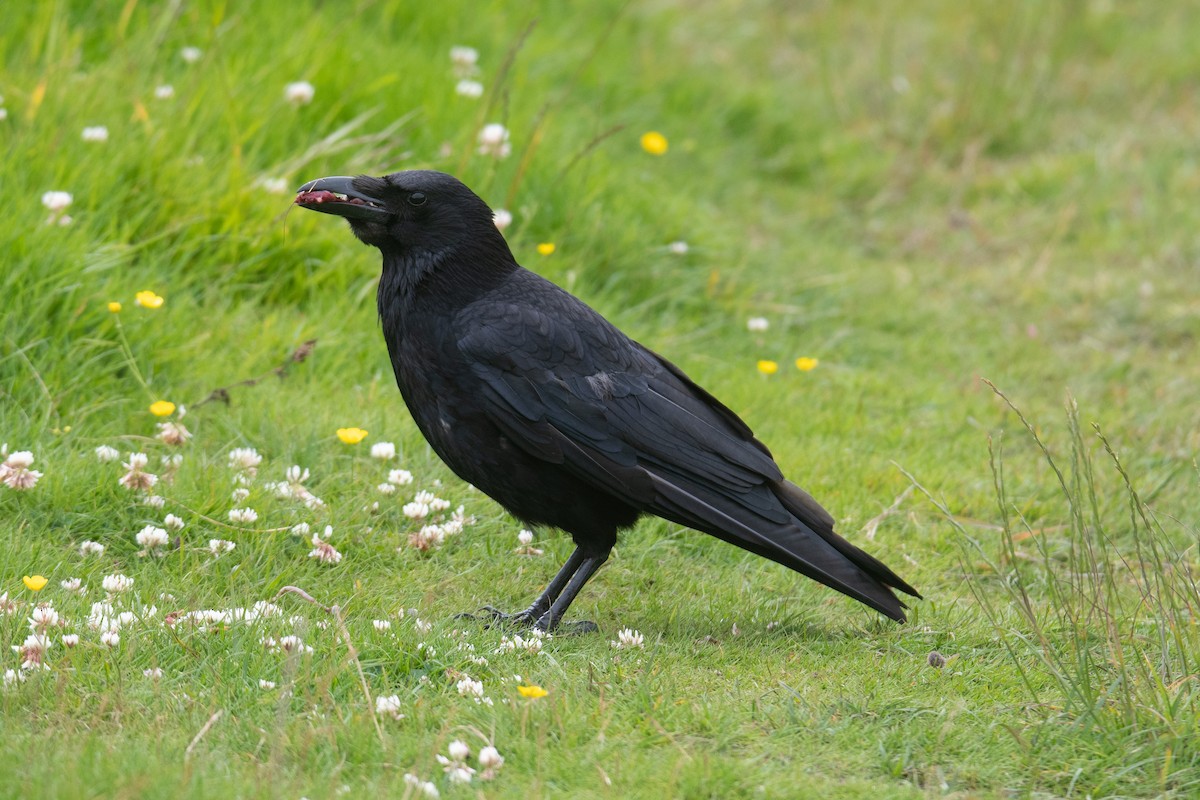 小嘴烏鴉 - ML621257221