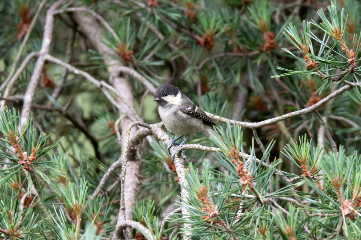 煤山雀 - ML621257222