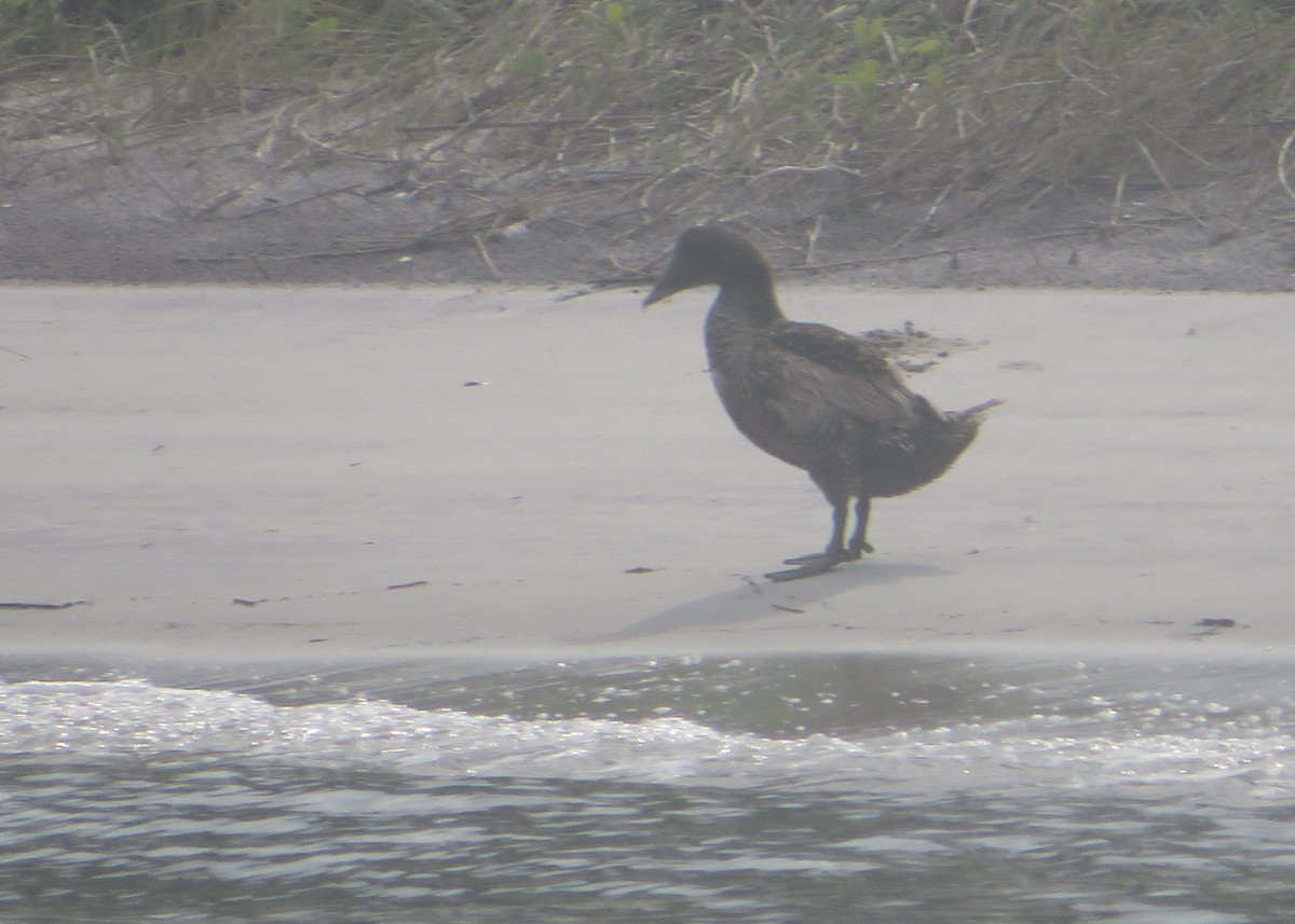 Common Eider - ML621257224