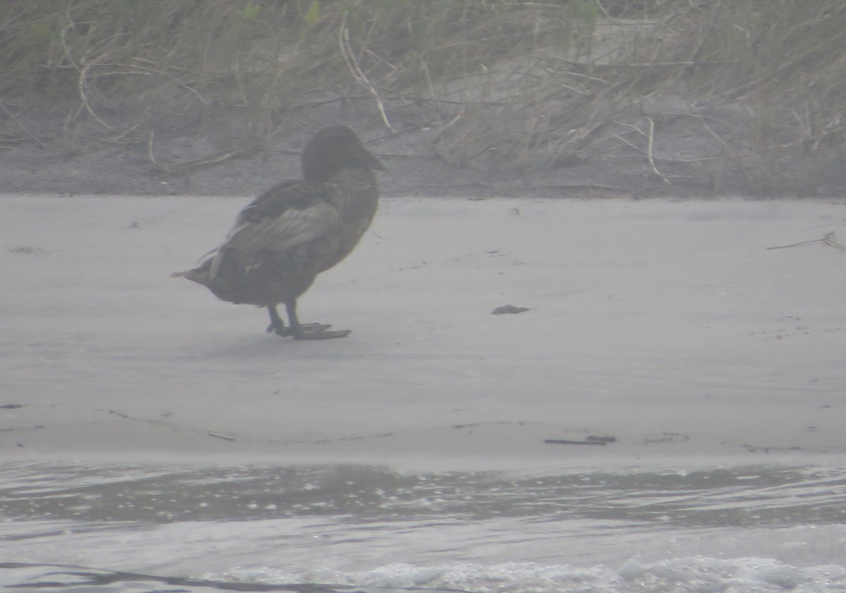 Common Eider - ML621257227