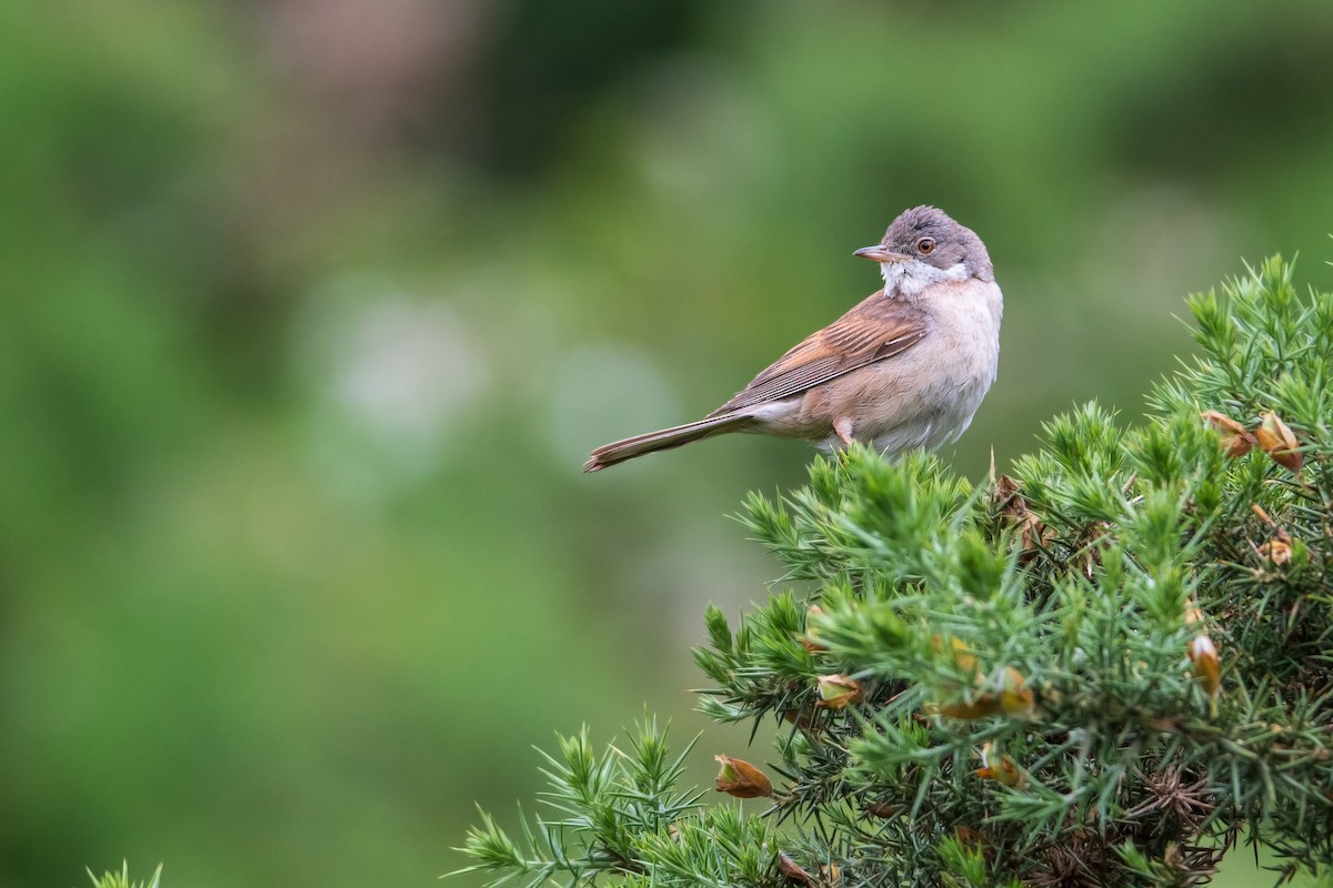 Greater Whitethroat - ML621257228