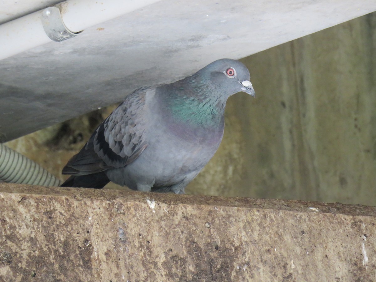 Rock Pigeon (Feral Pigeon) - ML621257229