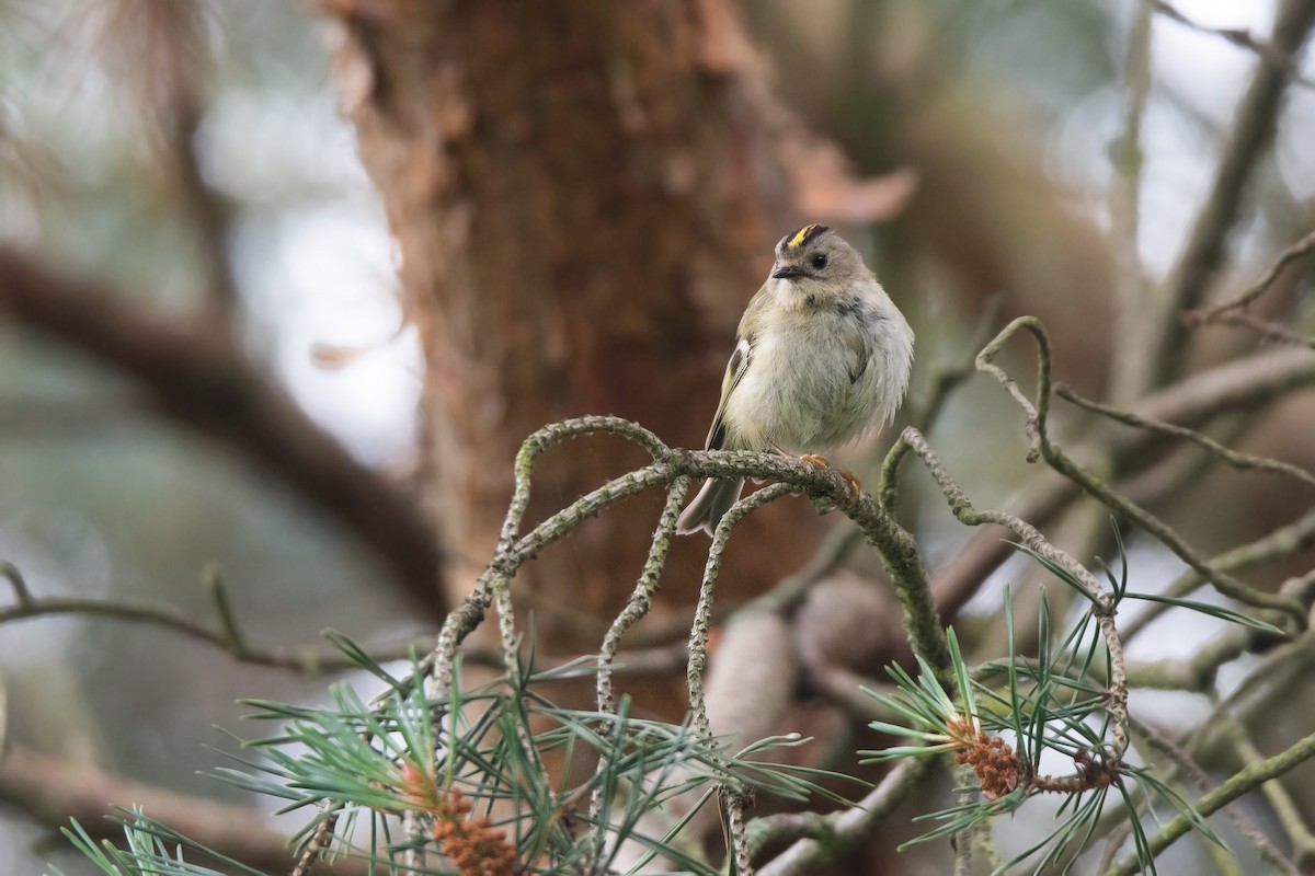 Goldcrest - Frank Lehman