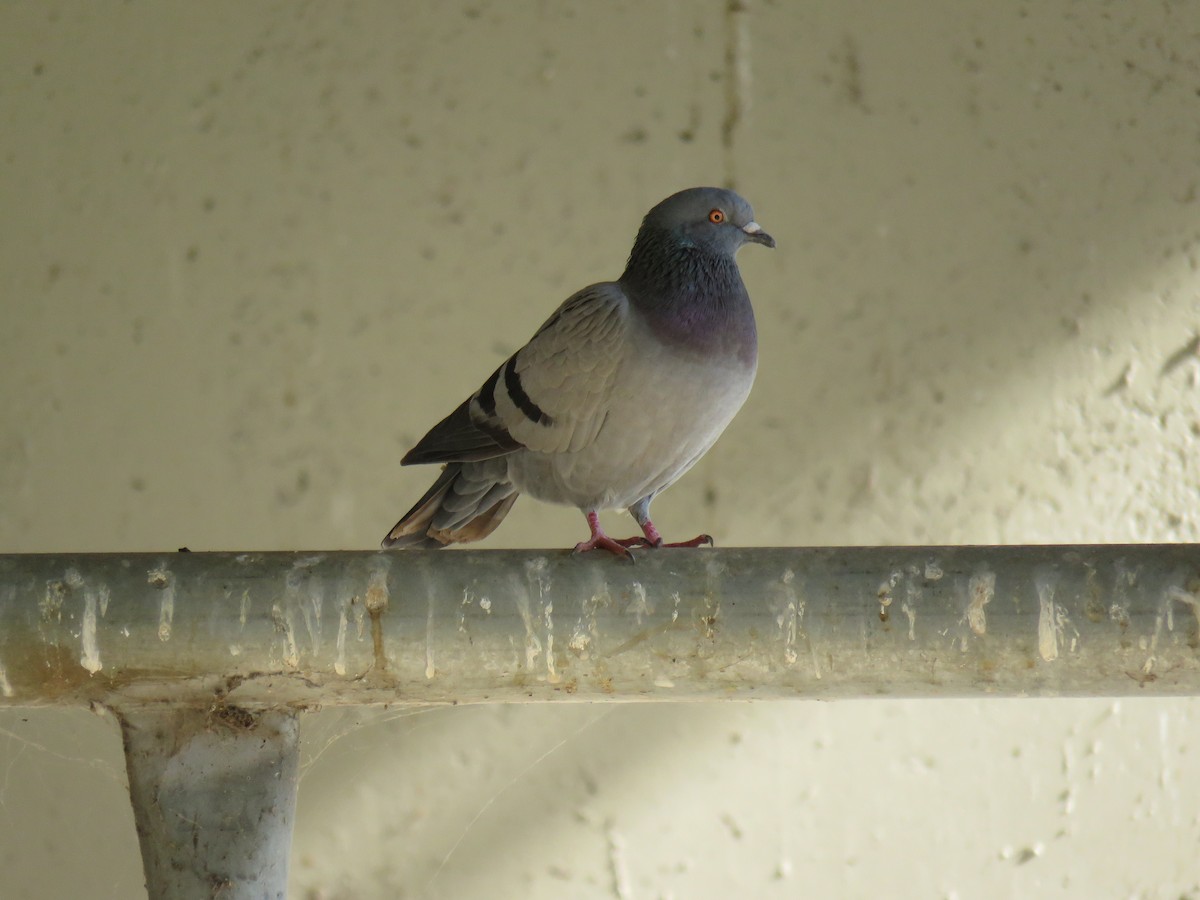 Rock Pigeon (Feral Pigeon) - ML621257236