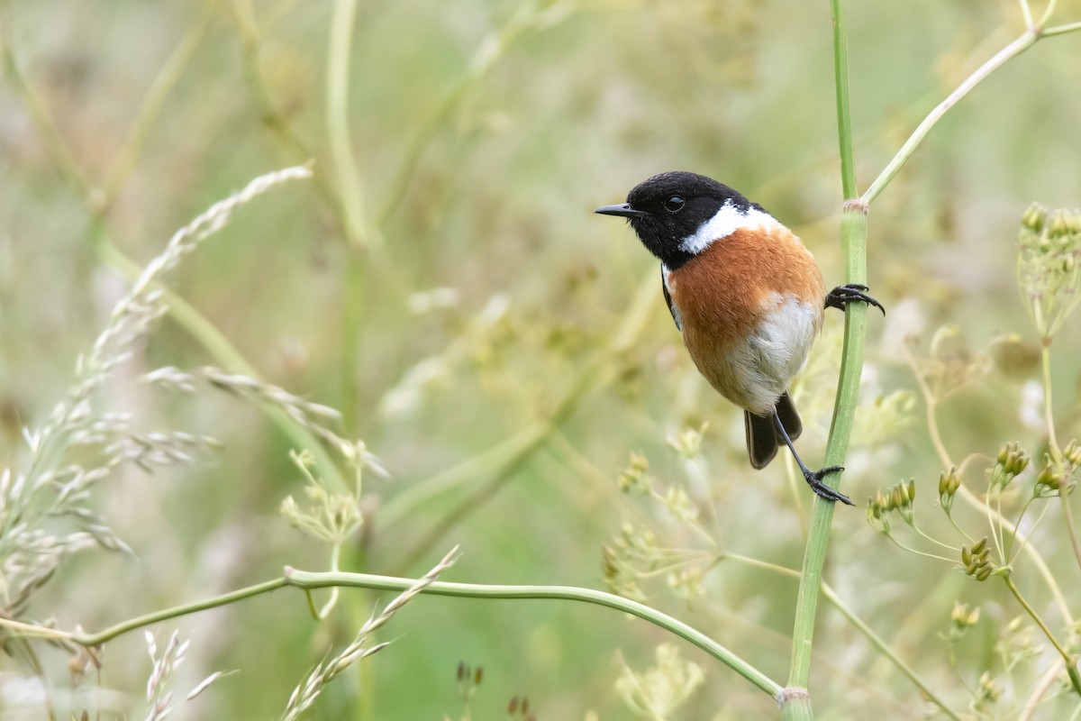 European Stonechat - ML621257239