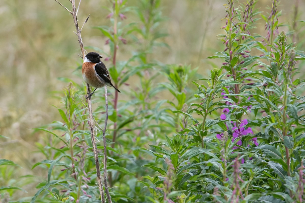 European Stonechat - ML621257241