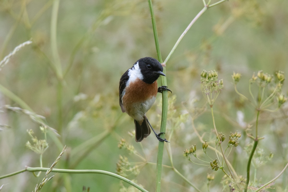 European Stonechat - ML621257242