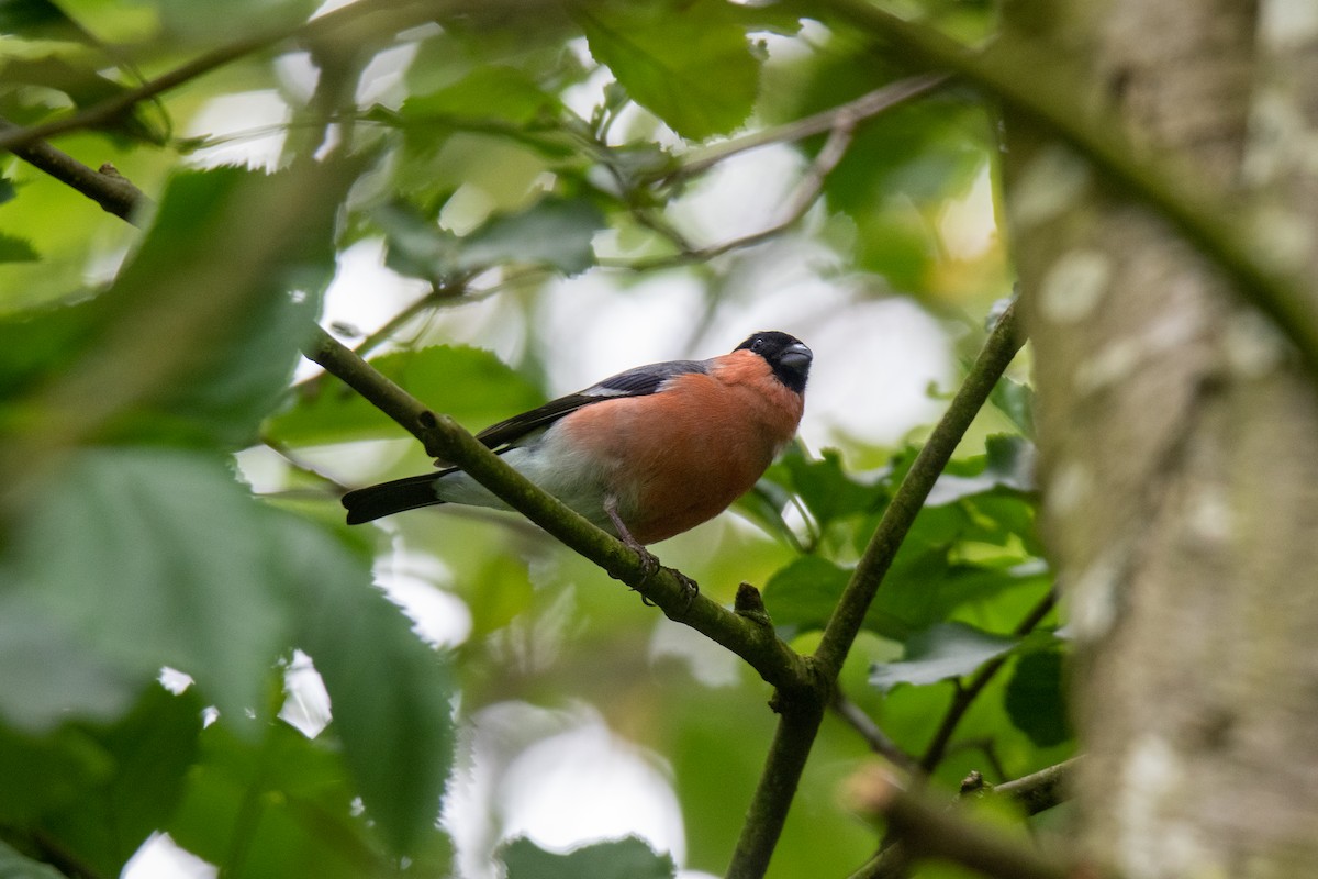 Eurasian Bullfinch - ML621257245