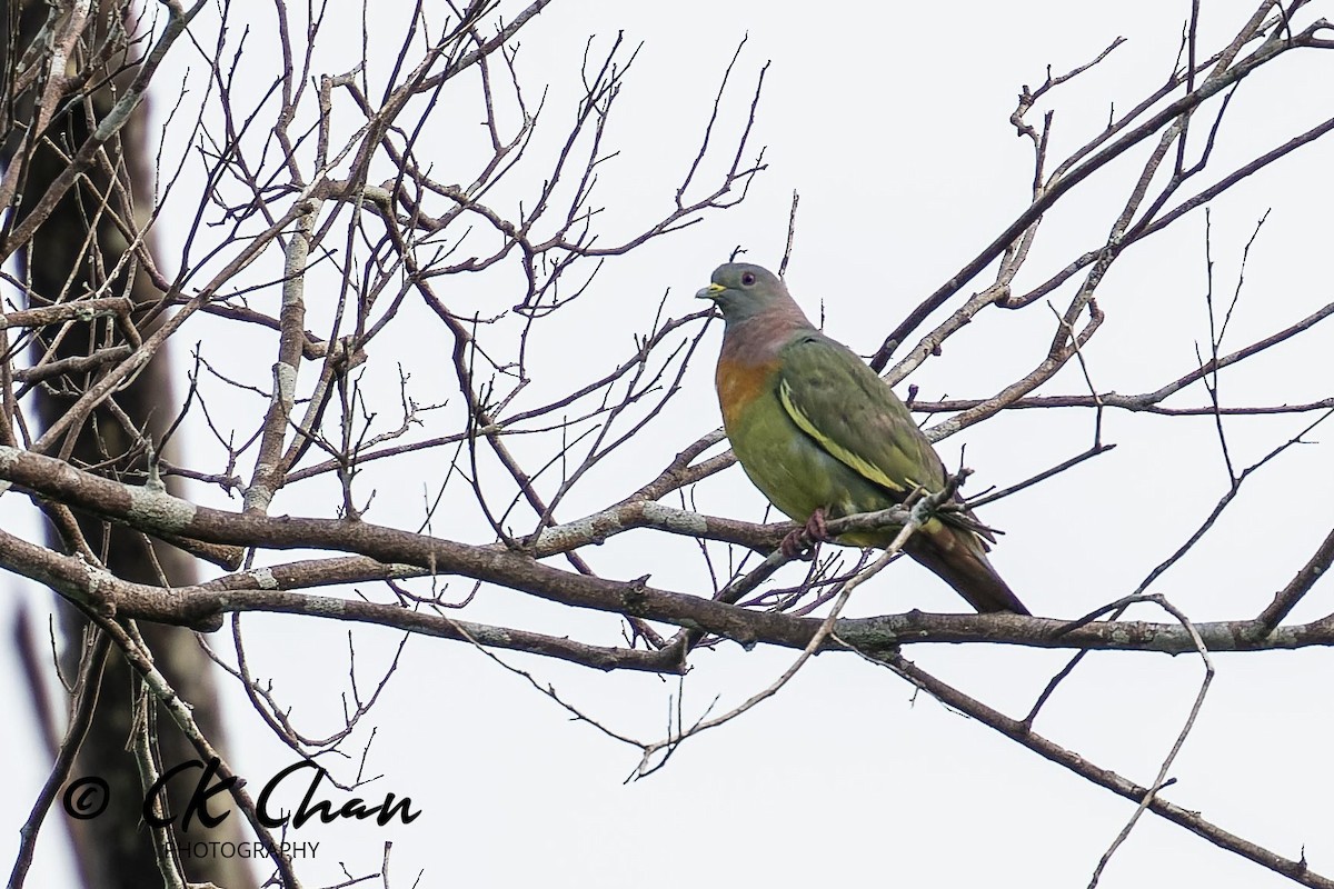 Pink-necked Green-Pigeon - ML621257285