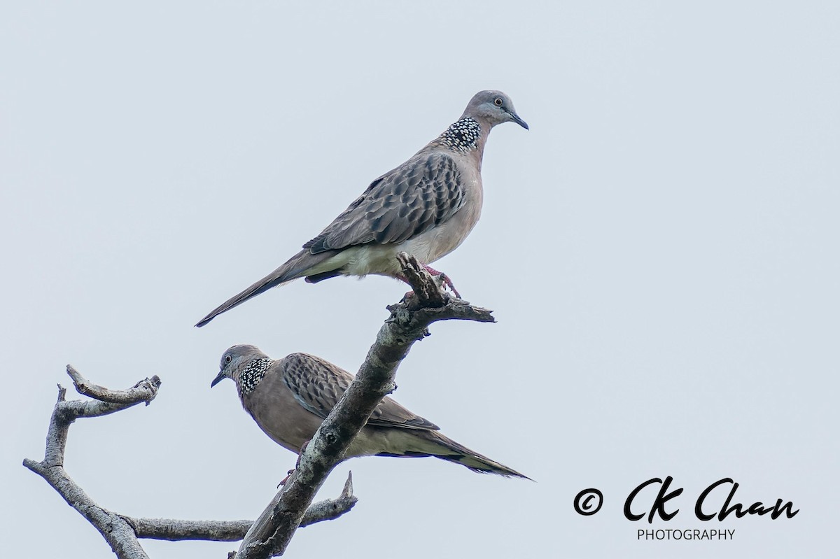 Spotted Dove - ML621257287