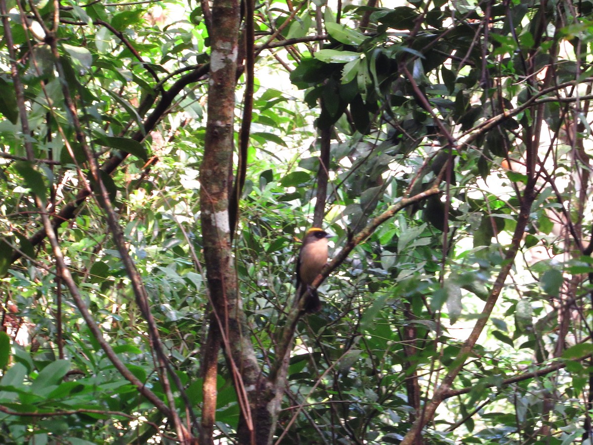 Black-goggled Tanager - ML621257352