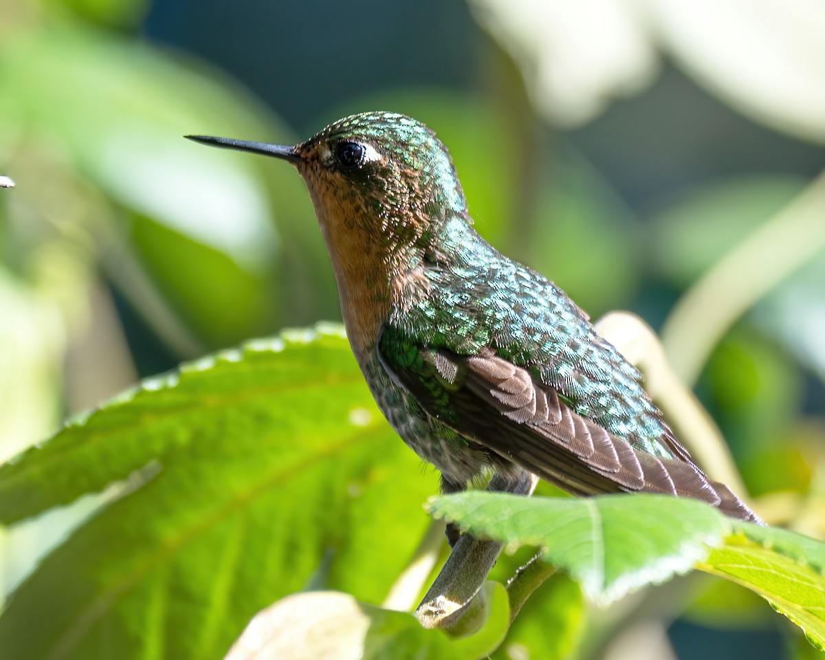 kolibřík dřišťálový - ML621257383
