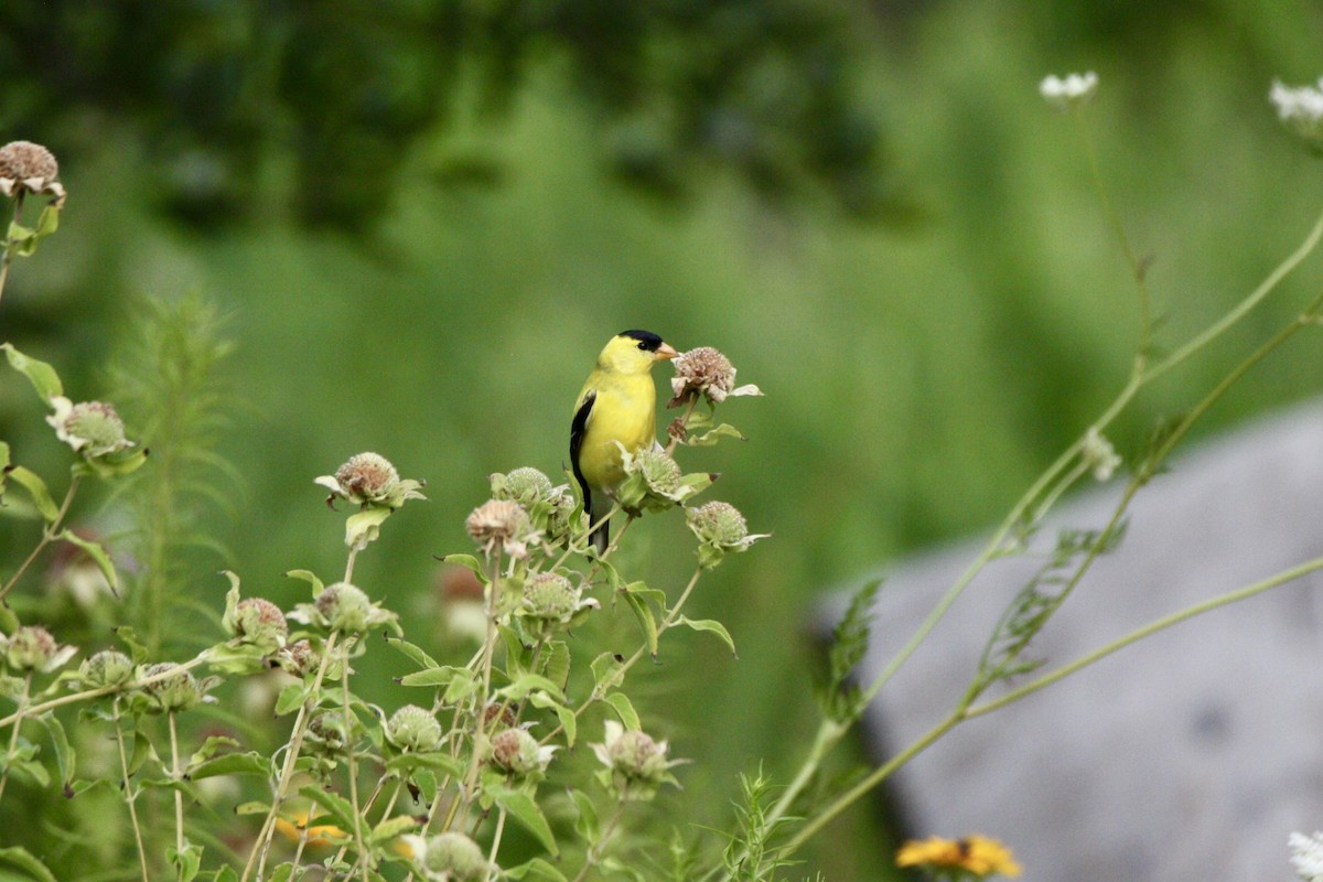 American Goldfinch - ML621257419