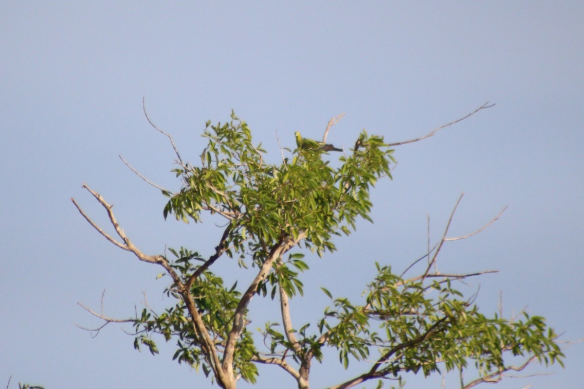 Sri Lanka Green-Pigeon - ML621257438
