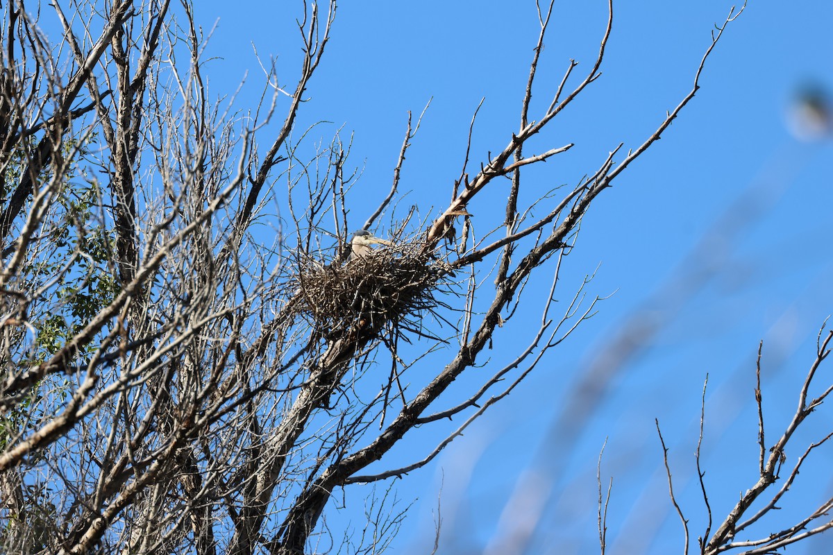 Great Blue Heron - ML621257440