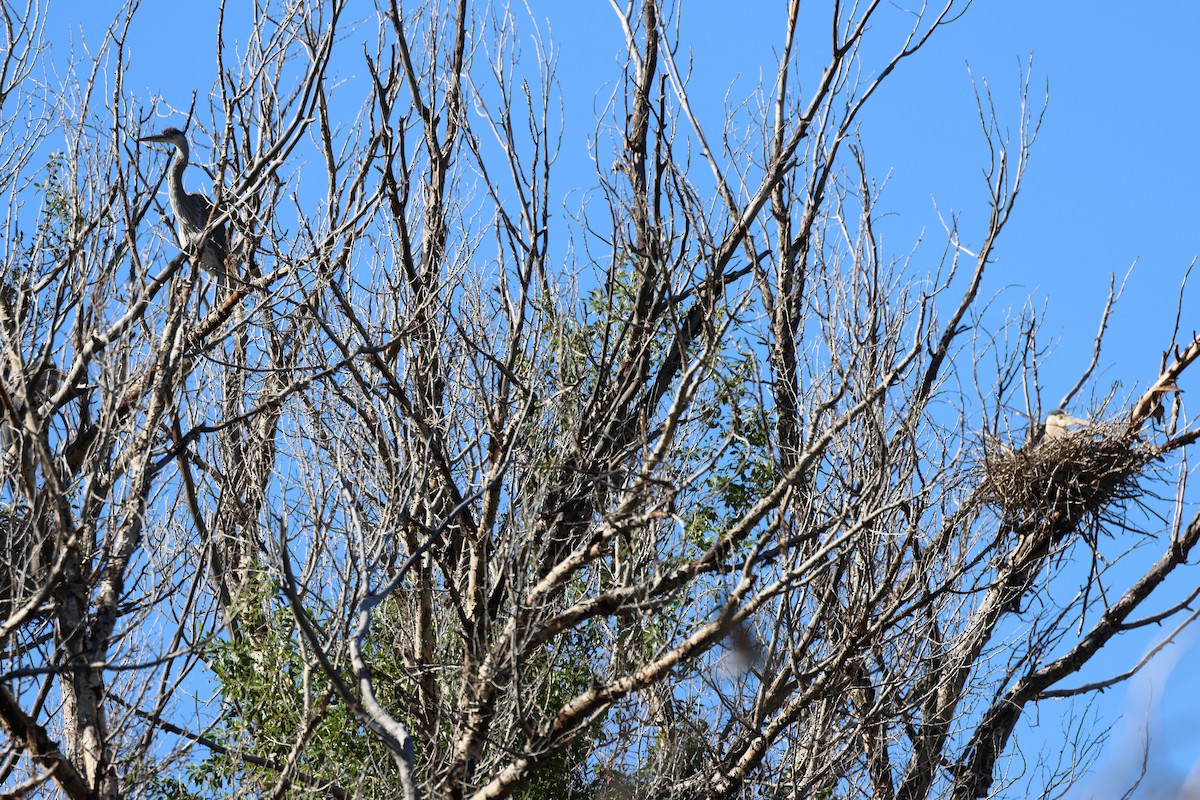 Great Blue Heron - ML621257441