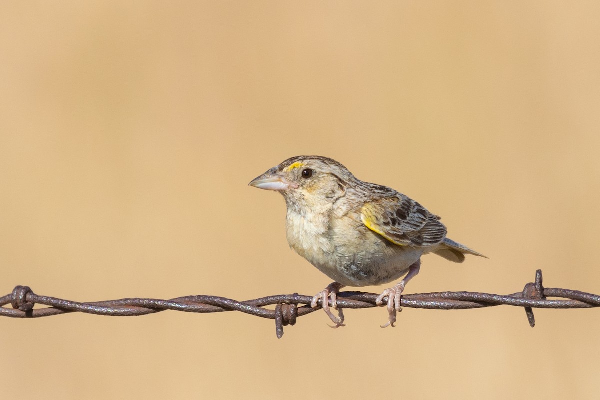 Grasshopper Sparrow - ML621257448
