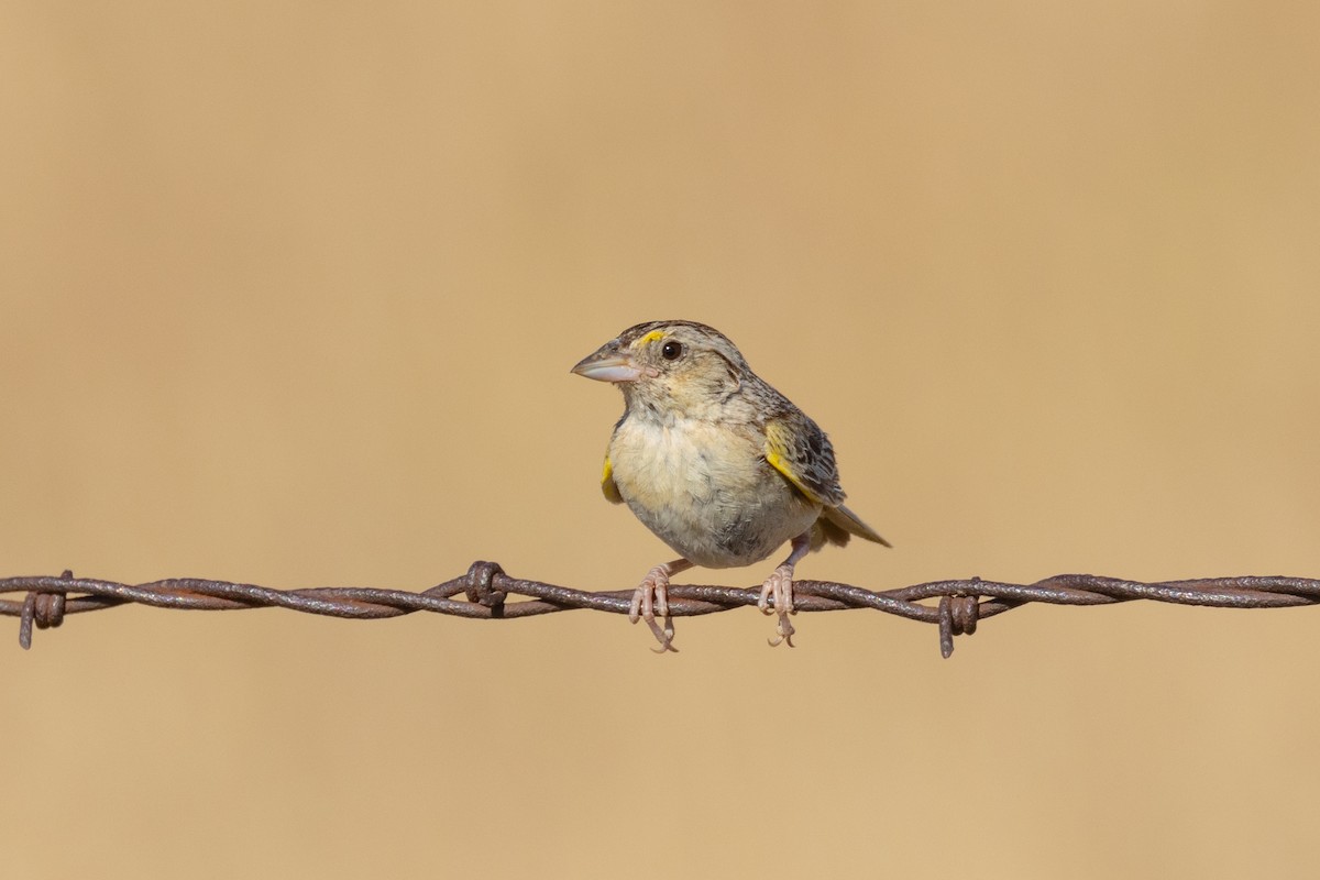Grasshopper Sparrow - ML621257449