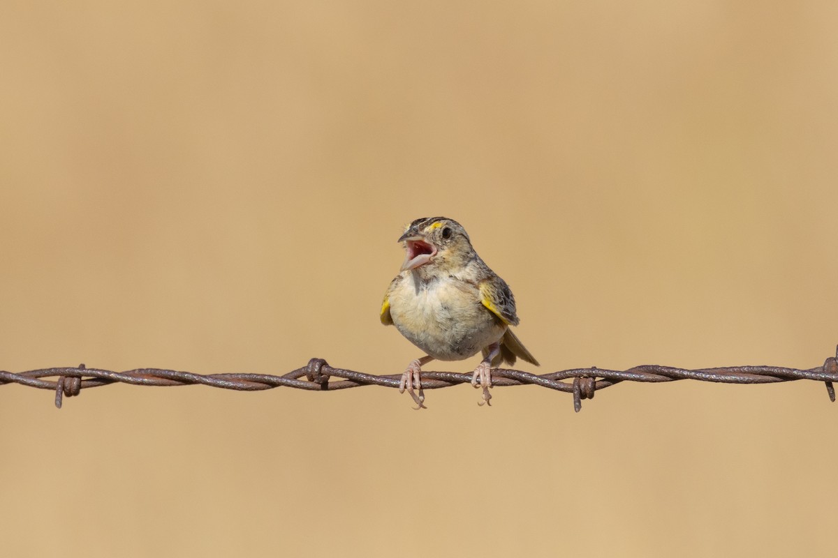 Grasshopper Sparrow - ML621257450