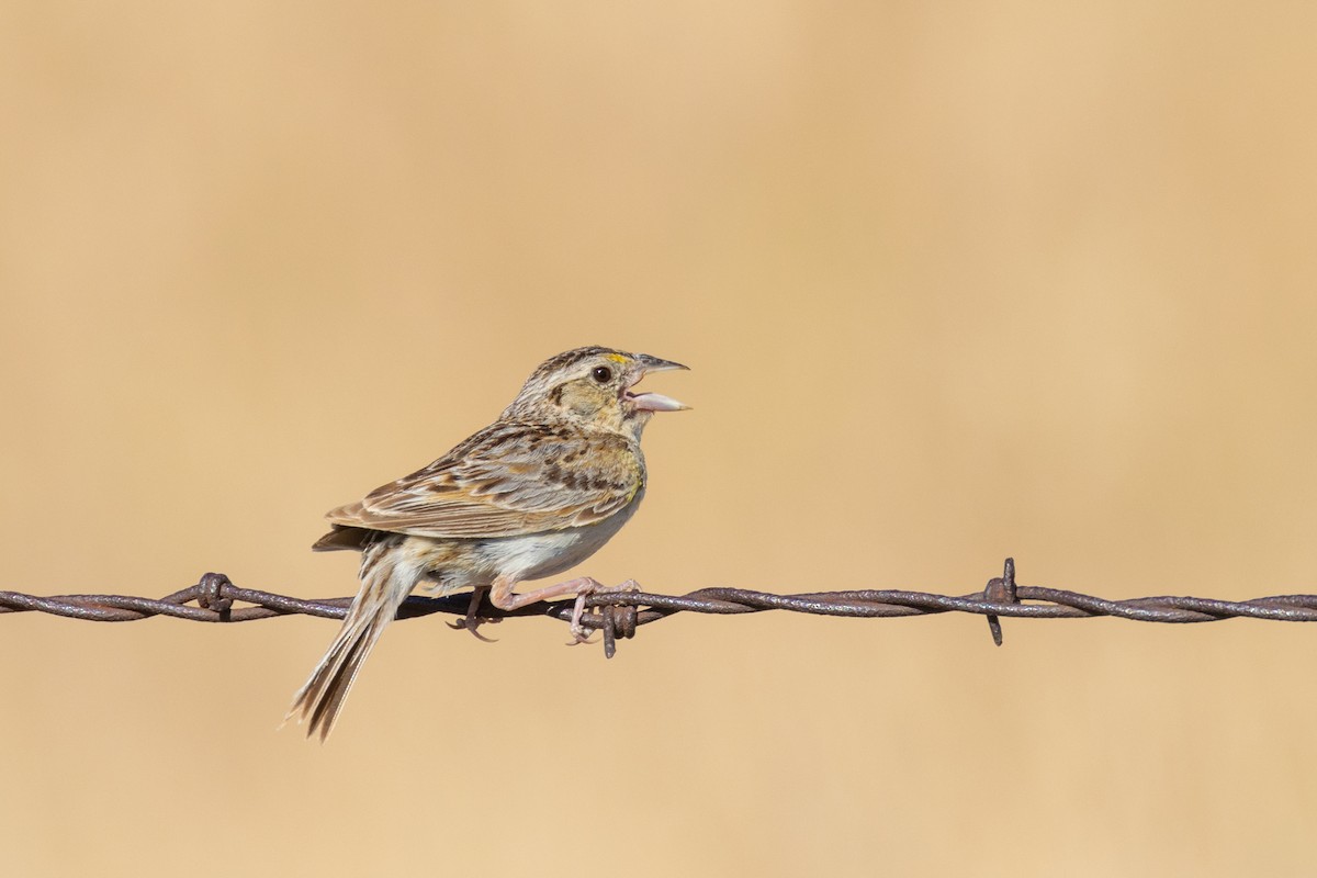 Grasshopper Sparrow - ML621257451