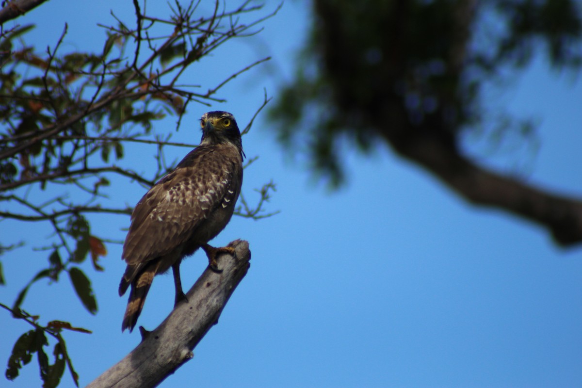 Crested Serpent-Eagle - ML621257461