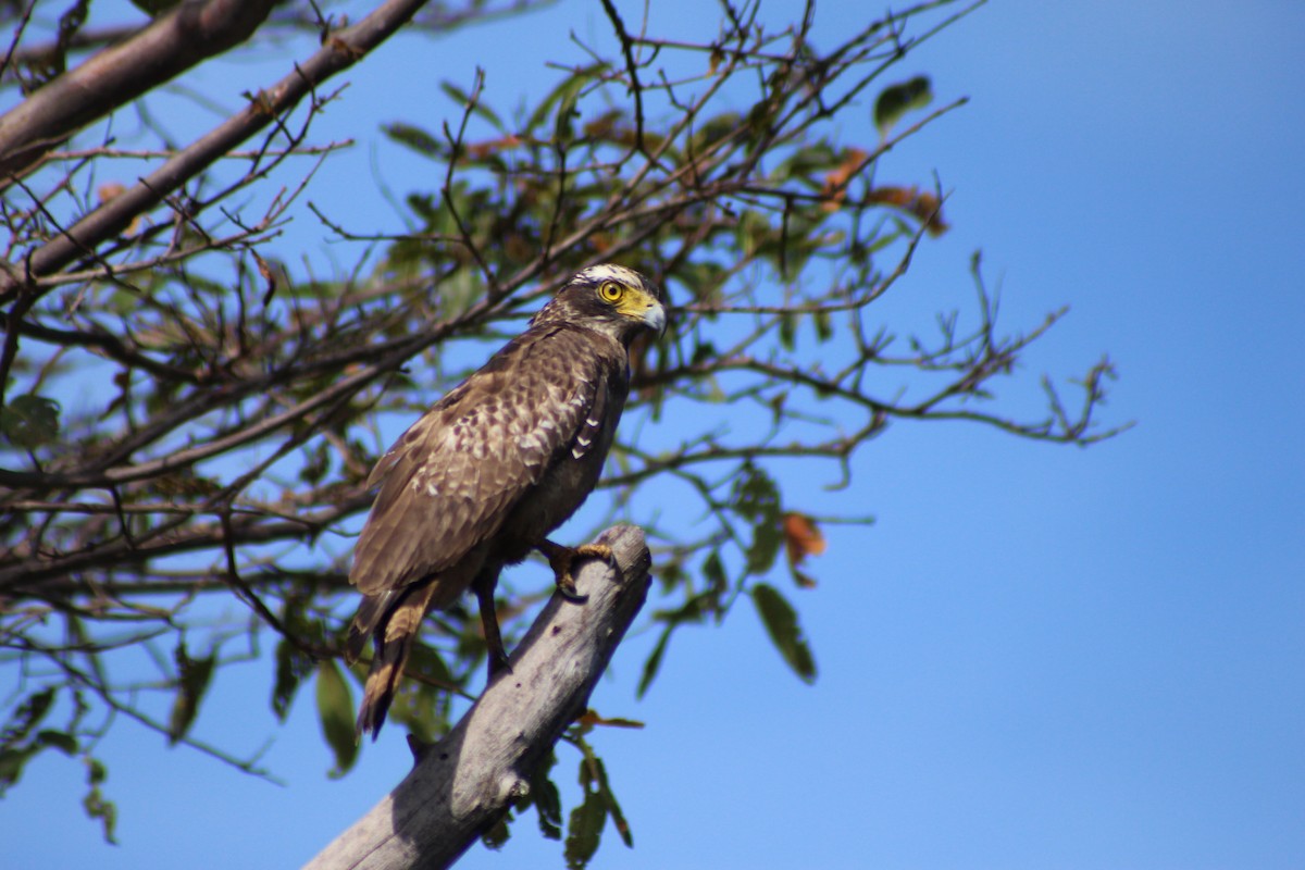 Crested Serpent-Eagle - ML621257464