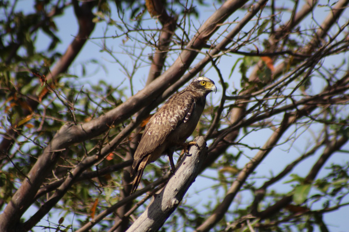 Crested Serpent-Eagle - ML621257465