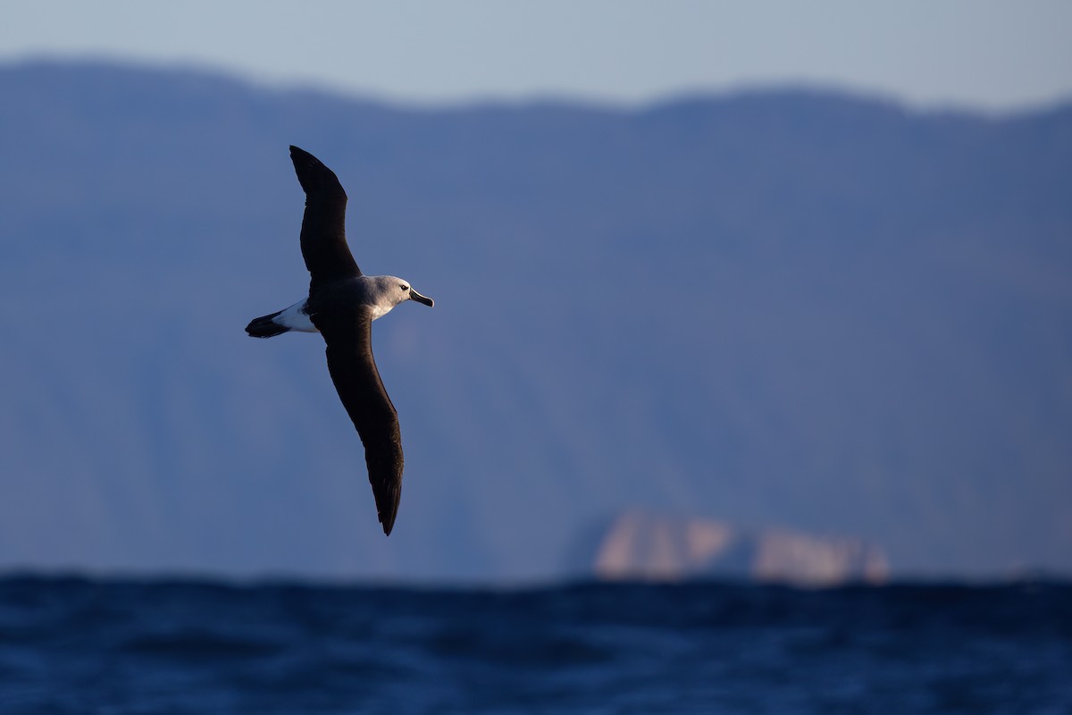 albatros šedohlavý - ML621257540