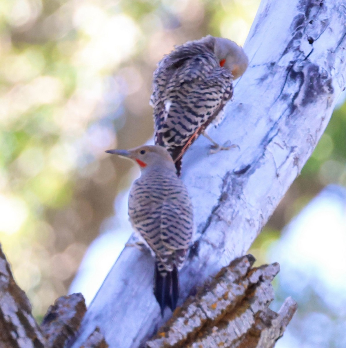 Northern Flicker - ML621257544