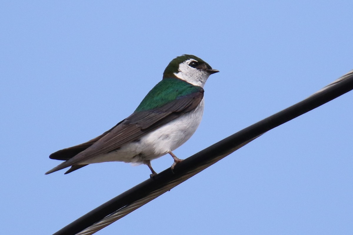Violet-green Swallow - ML621257620