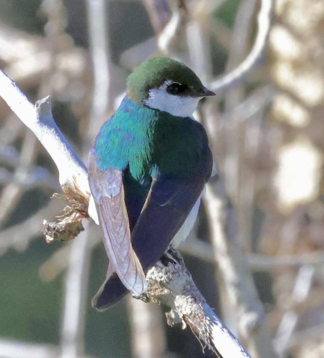 Violet-green Swallow - ML621257637