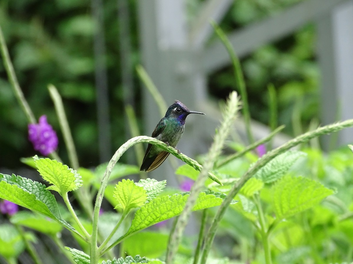 Violet-headed Hummingbird - ML621257662