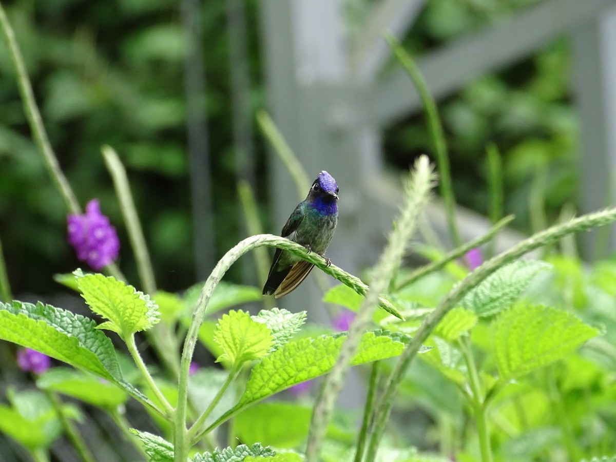 Violet-headed Hummingbird - ML621257663