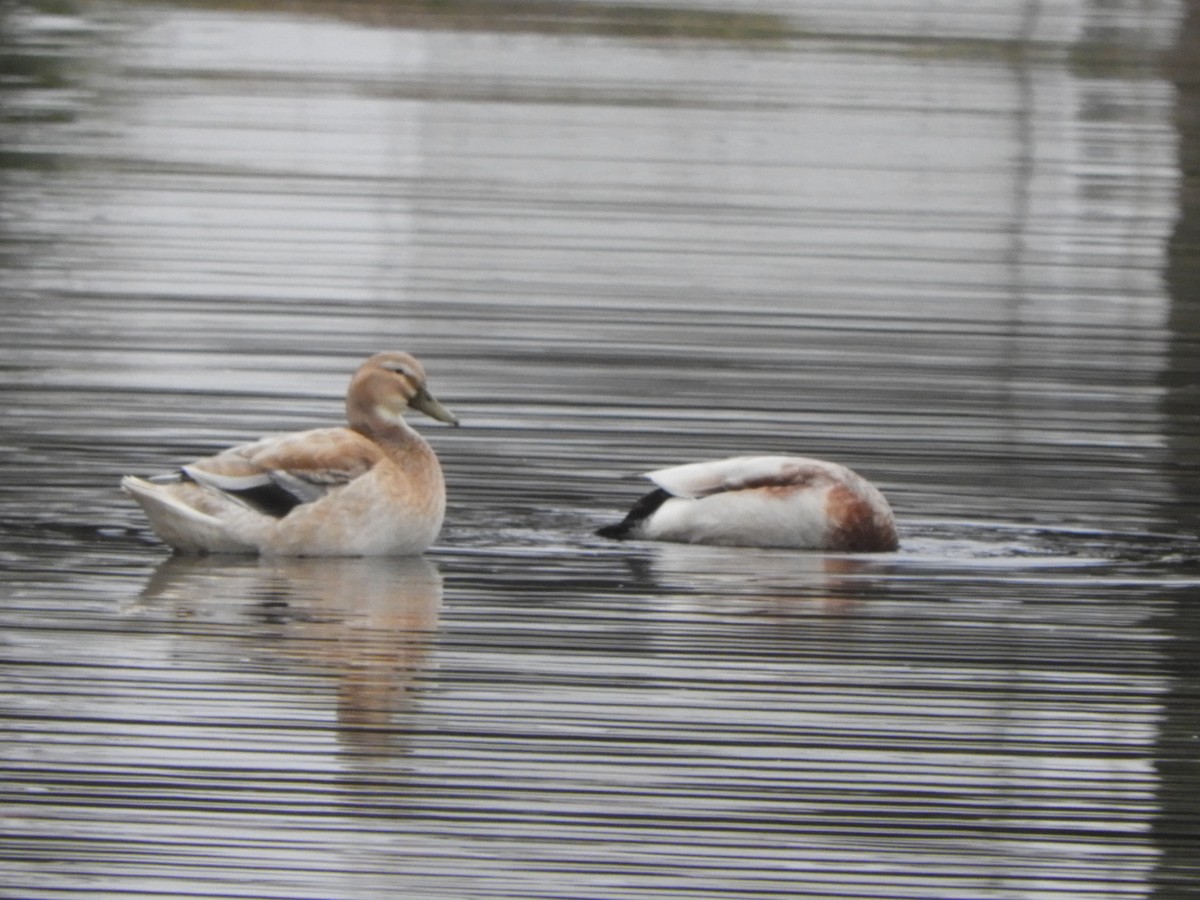Canard colvert (forme domestique) - ML621257695