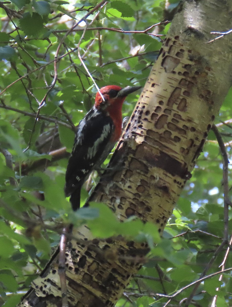 Red-breasted Sapsucker - ML621257720